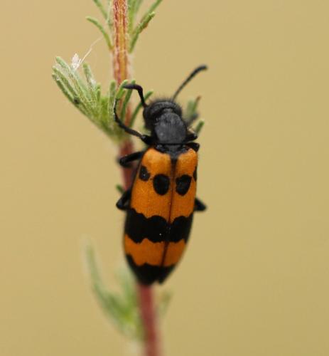 Réf. 191 344 : Mylabris sp.